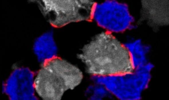 T-cells