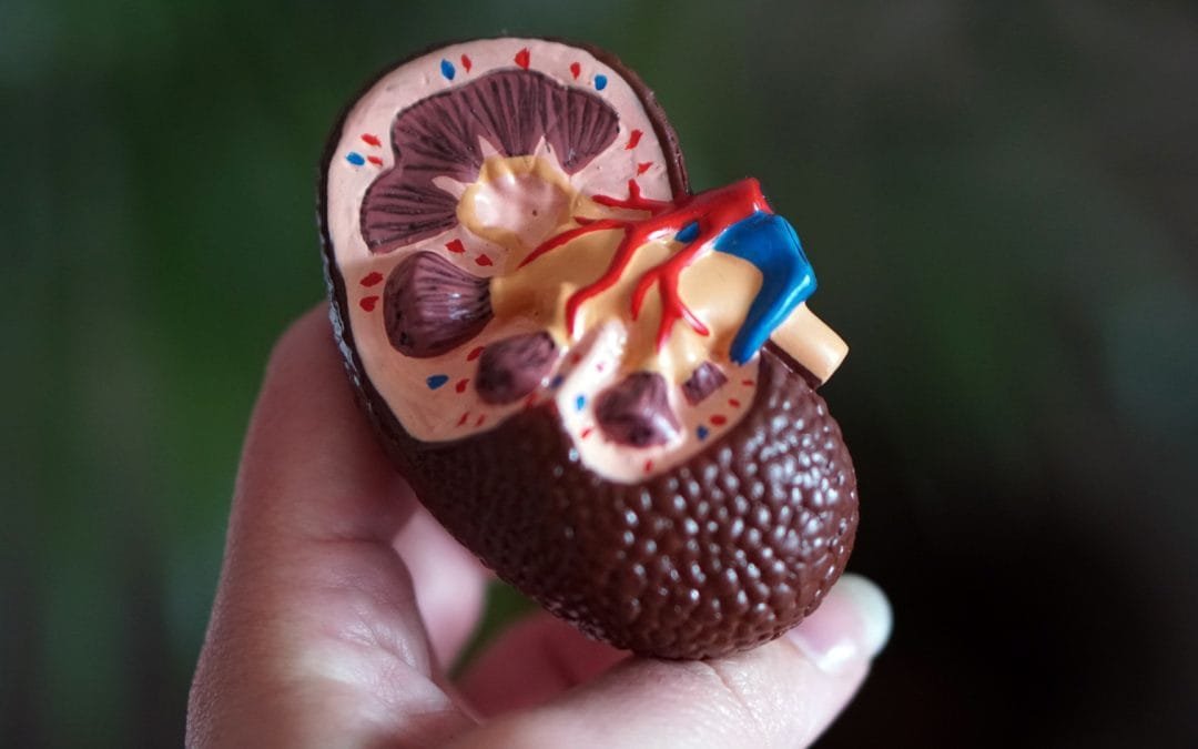 10 Essential Tips for Maintaining Optimal Kidney Health