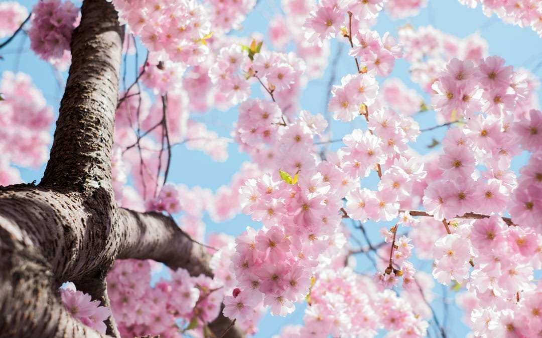 Conquering Spring Allergies: 10 Medically Proven Methods for Relief