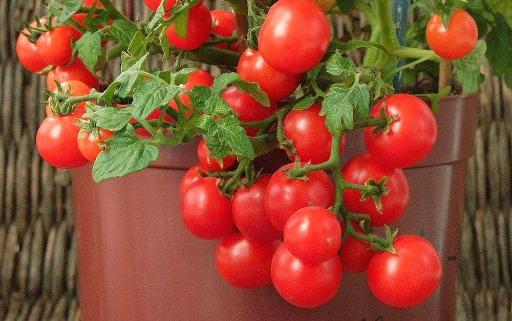 tomato-pot